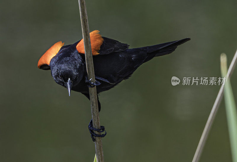 红翼黑鹂(Agelaius phoenicus)是黄鹂科的一种雀形目鸟类，在北美大部分地区和中美洲大部分地区都有发现。雀形目。肖伦伯格公园，索诺玛县，加利福尼亚州。